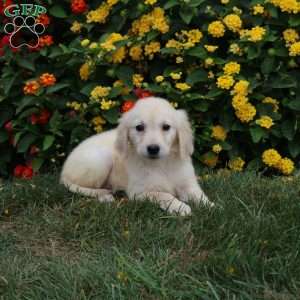 Julie, Golden Retriever Puppy
