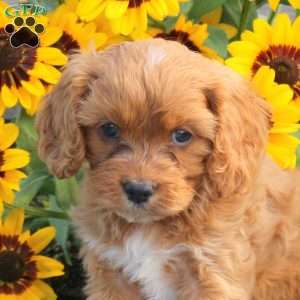 Julie, Cavapoo Puppy