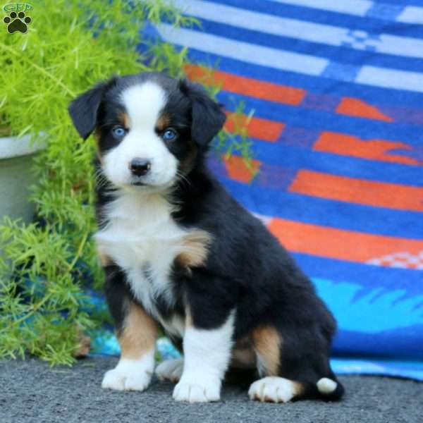 Julie, Miniature Australian Shepherd Puppy