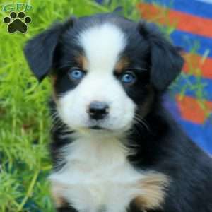 Julie, Miniature Australian Shepherd Puppy