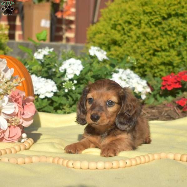 Juliet, Dachshund Puppy