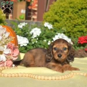 Juliet, Dachshund Puppy