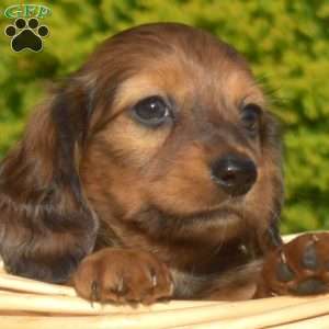 Juliet, Dachshund Puppy