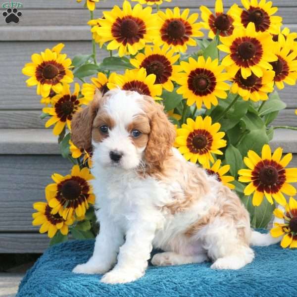 Jumper, Cavapoo Puppy