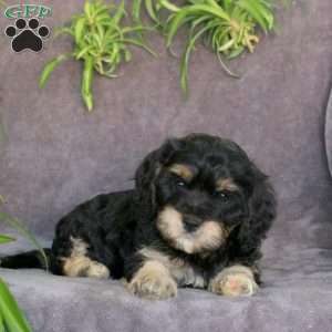 Jumper, Cavachon Puppy