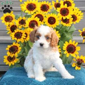 Jumper, Cavapoo Puppy
