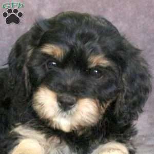 Jumper, Cavachon Puppy