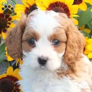 Jumper, Cavapoo Puppy