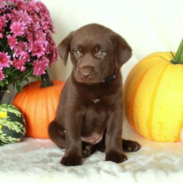 Junie, Chocolate Labrador Retriever Puppy