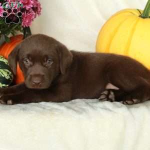 Junie, Chocolate Labrador Retriever Puppy