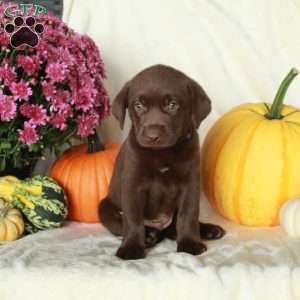 Junie, Chocolate Labrador Retriever Puppy