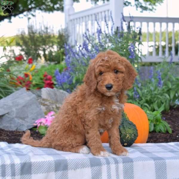 Junior, Mini Goldendoodle Puppy