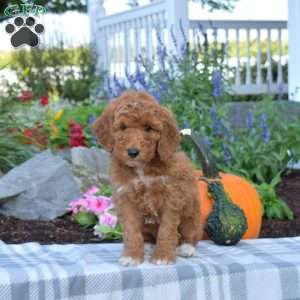Junior, Mini Goldendoodle Puppy