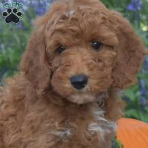 Junior, Mini Goldendoodle Puppy