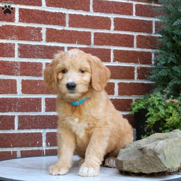 Juniper, Goldendoodle Puppy