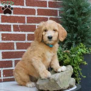 Juniper, Goldendoodle Puppy