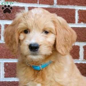 Juniper, Goldendoodle Puppy