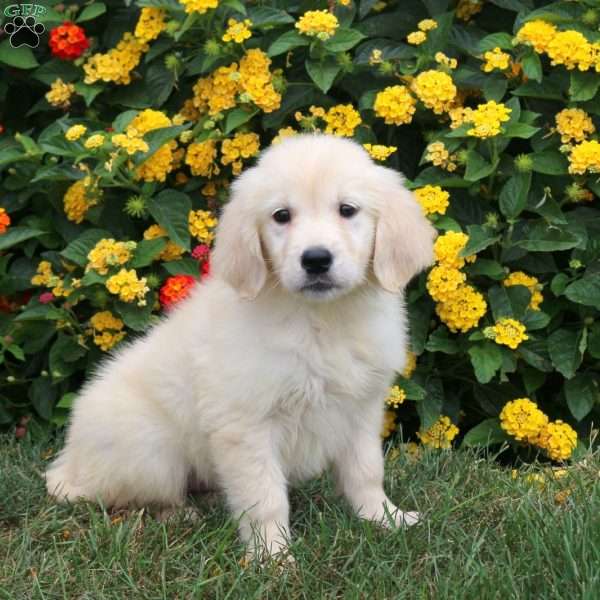 Juno, Golden Retriever Puppy