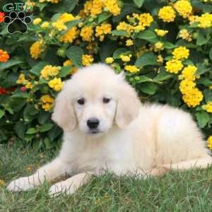 Juno, Golden Retriever Puppy