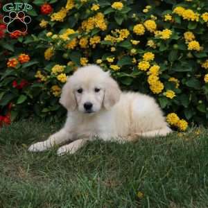 Juno, Golden Retriever Puppy