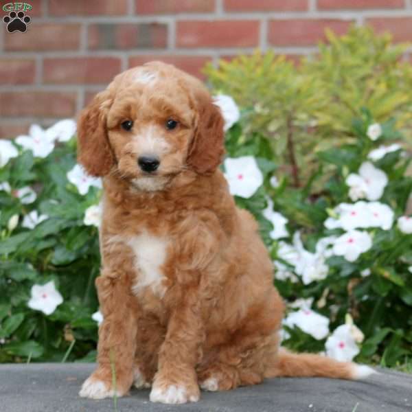 Justice, Mini Goldendoodle Puppy