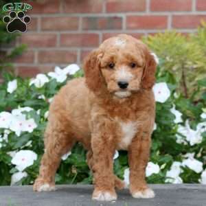 Justice, Mini Goldendoodle Puppy