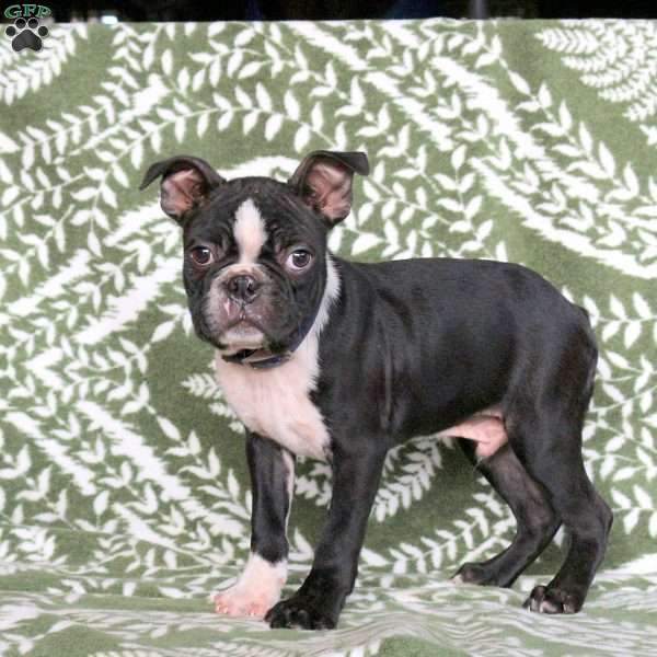 Justin, Boston Terrier Puppy