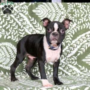 Justin, Boston Terrier Puppy