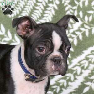 Justin, Boston Terrier Puppy
