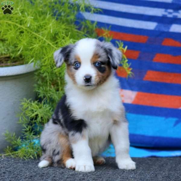 Justin, Miniature Australian Shepherd Puppy