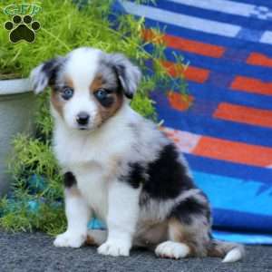 Justin, Miniature Australian Shepherd Puppy