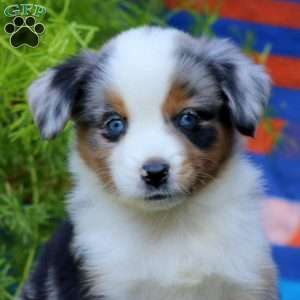 Justin, Miniature Australian Shepherd Puppy