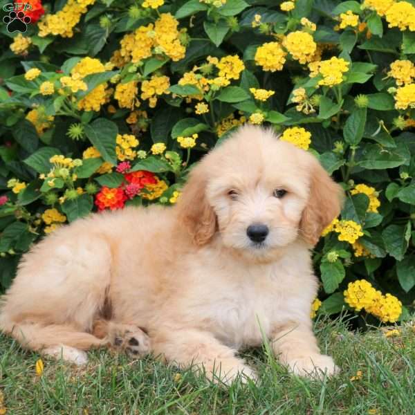Kacie, Goldendoodle Puppy