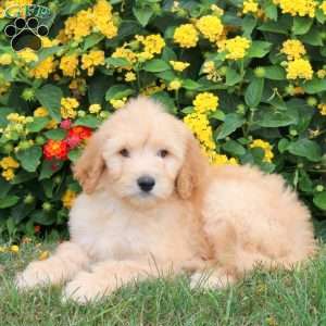 Kacie, Goldendoodle Puppy
