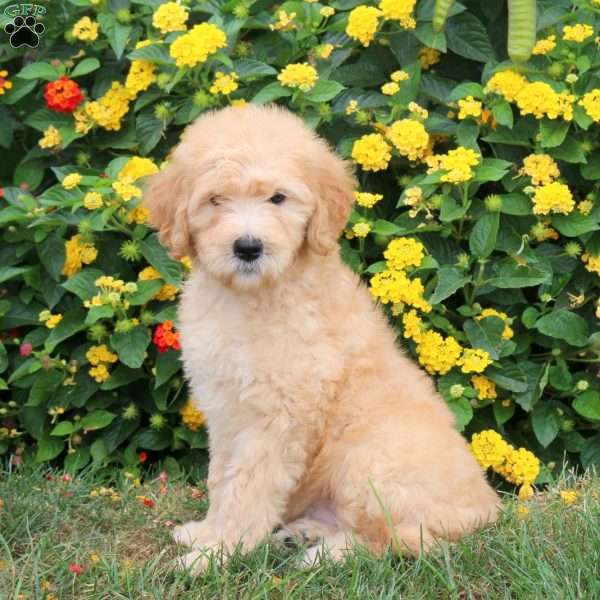 Kade, Goldendoodle Puppy