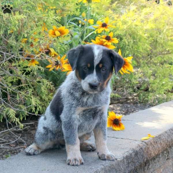 Kade, Blue Heeler – Australian Cattle Dog Puppy