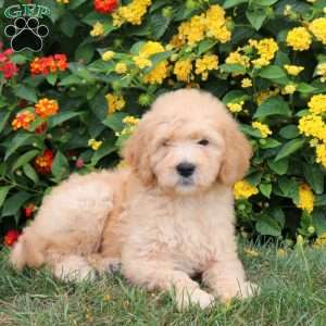 Kade, Goldendoodle Puppy