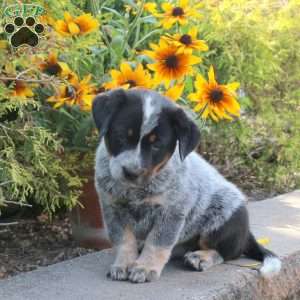Kade, Blue Heeler – Australian Cattle Dog Puppy
