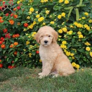 Kade, Goldendoodle Puppy