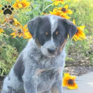 Kade, Blue Heeler – Australian Cattle Dog Puppy