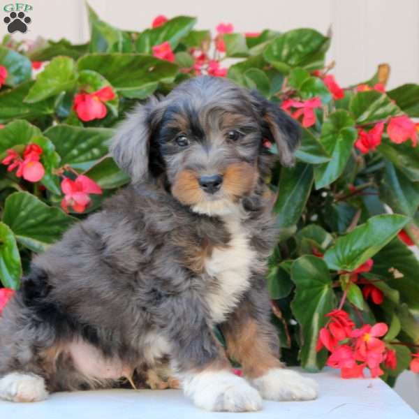 Kaleb, Mini Bernedoodle Puppy