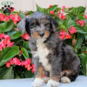 Kaleb, Mini Bernedoodle Puppy