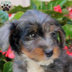Kaleb, Mini Bernedoodle Puppy