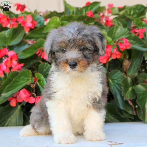 Kali, Mini Bernedoodle Puppy