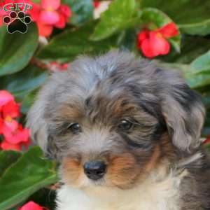 Kali, Mini Bernedoodle Puppy