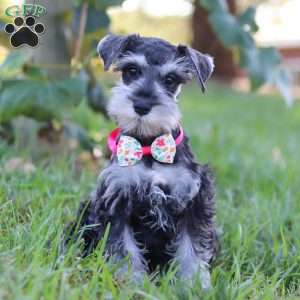 Kallie, Miniature Schnauzer Puppy