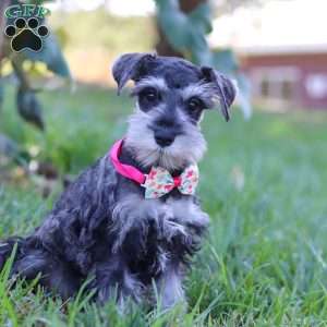 Kallie, Miniature Schnauzer Puppy