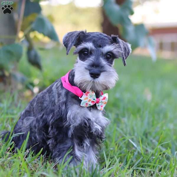 Kallie, Miniature Schnauzer Puppy