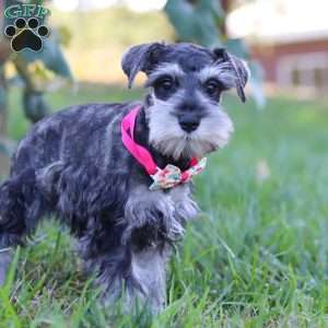 Kallie, Miniature Schnauzer Puppy