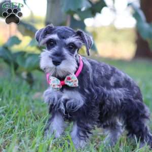 Kallie, Miniature Schnauzer Puppy
